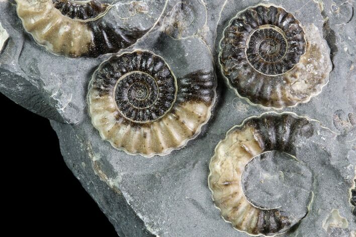 Ammonite (Promicroceras) Cluster - Somerset, England #86237